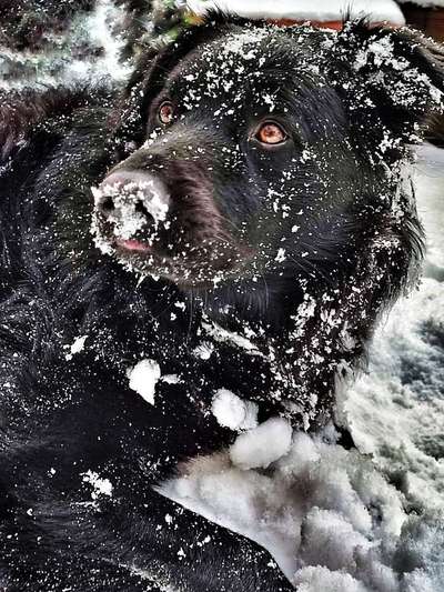 Dogorama Photo Challenge - Winterstimmung-Beitrag-Bild