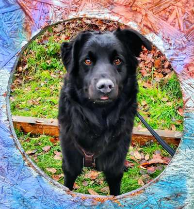 Dogorama Photo Challenge - Durchblick-Beitrag-Bild