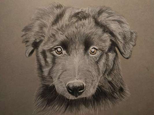 Vom Welpen zum Hund-Beitrag-Bild