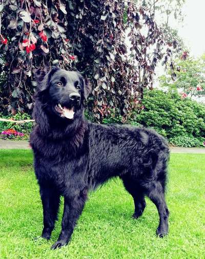 Seltene Rassen!-Beitrag-Bild