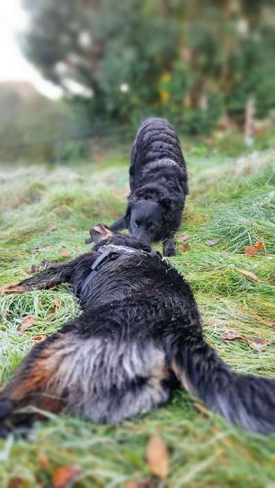 FOTO CHALLENGE 77 - Dein Hund im Spiel-Beitrag-Bild