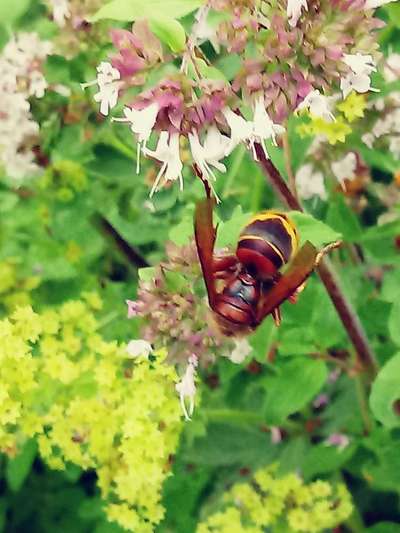Die wunderschöne Welt mit Hund.-Beitrag-Bild