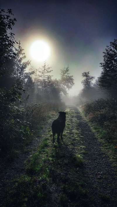 Dogorama Photo Challenge - Nebel-Beitrag-Bild