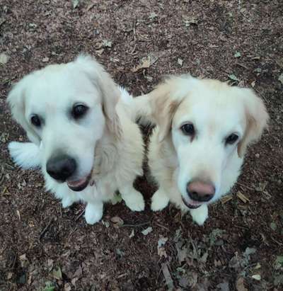 Fotochallenge - fremde Hunde-Beitrag-Bild