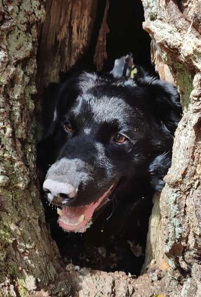 Handy Foto Challenge Nr. 49: Mein Freund der Baum-Beitrag-Bild