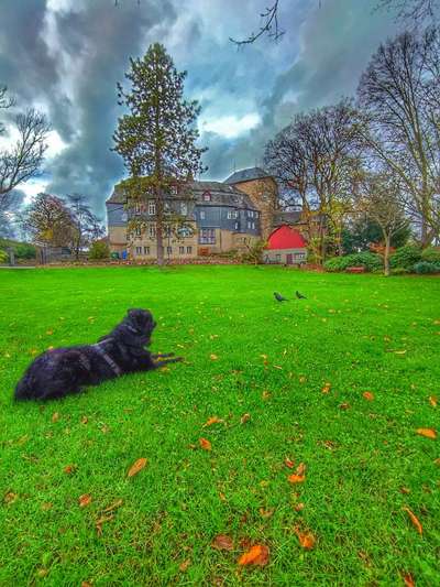 39. Collagen Challenge - Dein Hund auf einer Wiese-Beitrag-Bild