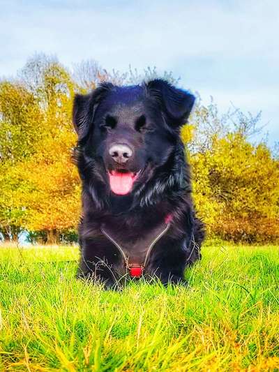 36. Handy Foto Challenge - Sonnenanbeter-Beitrag-Bild