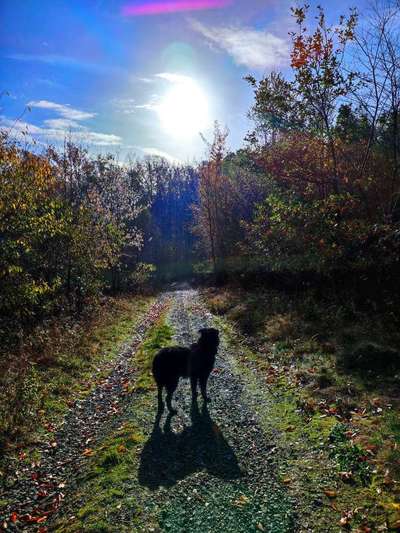 43. Collage Challenge - Schattenspiele-Beitrag-Bild