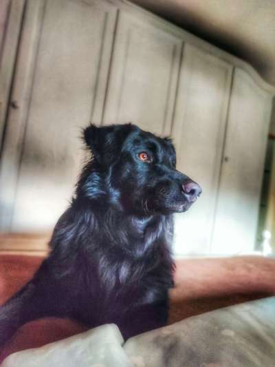 Black dogs are beautiful-Beitrag-Bild