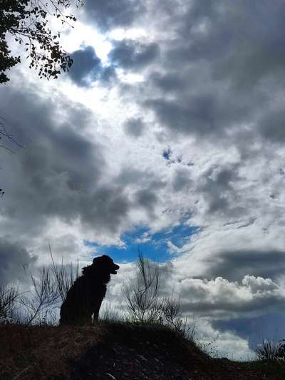 Dogorama Foto Challenge - Dämmerung-Beitrag-Bild