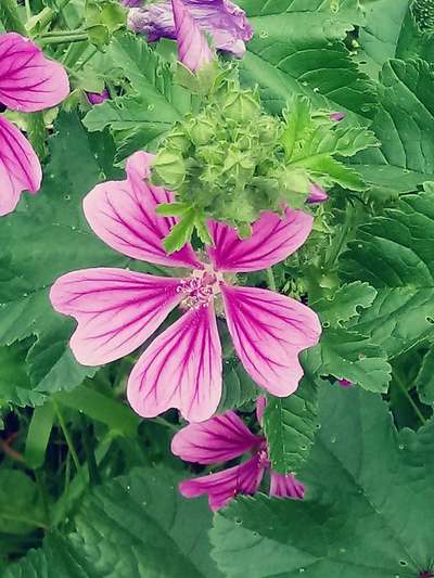 Die wunderschöne Welt mit Hund.-Beitrag-Bild