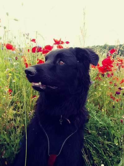 Foto's und Hundemodels-Beitrag-Bild