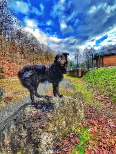 31. Collagen Challenge - Bänke/ Steine /Baumstümpfe-Beitrag-Bild