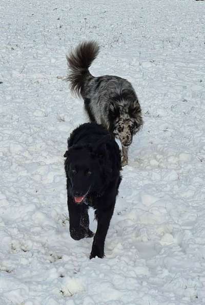 Die Dogorama Kalender Challenge Teil 2/4-Beitrag-Bild