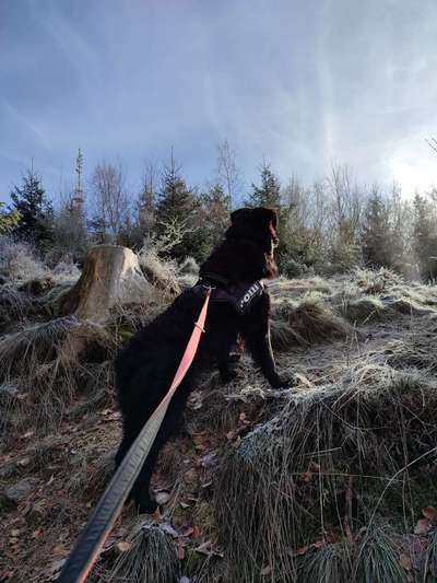 Wald Bild-Beitrag-Bild