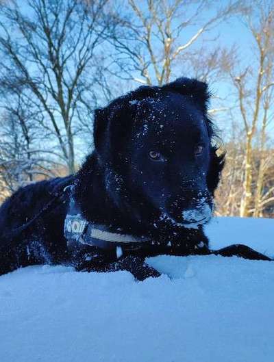 Dogorama Photo Challenge - Hundeblick zum hinschmelzen-Beitrag-Bild