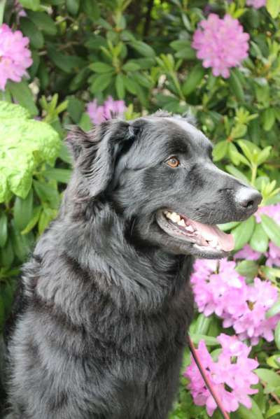 Die Dogorama Monats Challenge "Es grünt und blüht"-Beitrag-Bild