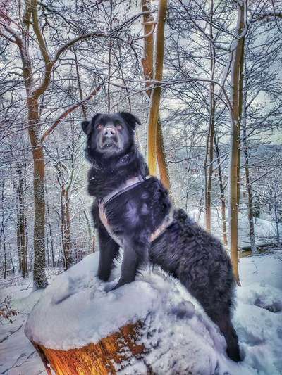 24. Collage-Challenge  *Hund im Schnee*-Beitrag-Bild