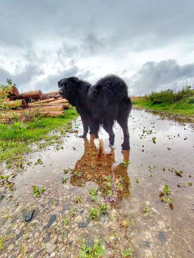 43. Collage Challenge - Schattenspiele-Beitrag-Bild