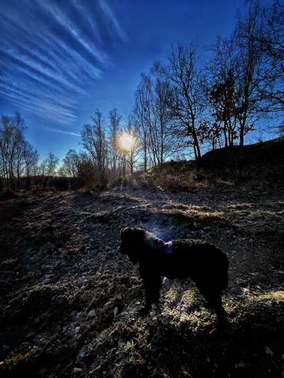 Sonnenaufgang mit Hund-Beitrag-Bild