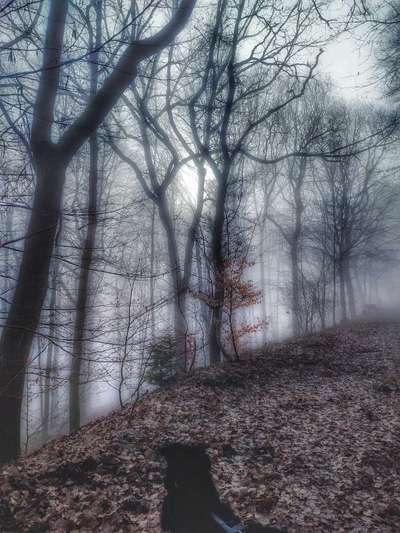 55.Fotocollagen  Challenge  4 Jahreszeiten-Beitrag-Bild