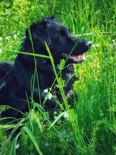 39. Collagen Challenge - Dein Hund auf einer Wiese-Beitrag-Bild