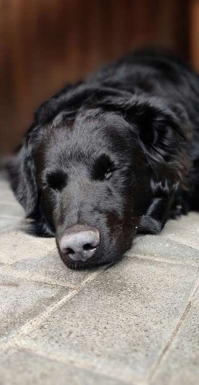 Dogorama Photo Challenge - Steine/Felsen-Beitrag-Bild