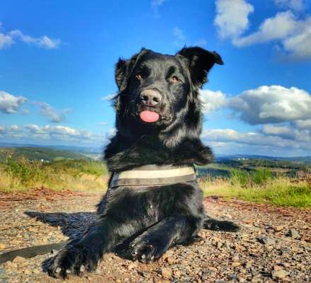 Handy Fotochallenge Nr. 52: Dein Hund mit blauem Himmel-Beitrag-Bild