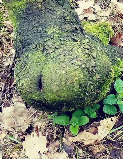 Bäume mit Gesicht-Beitrag-Bild