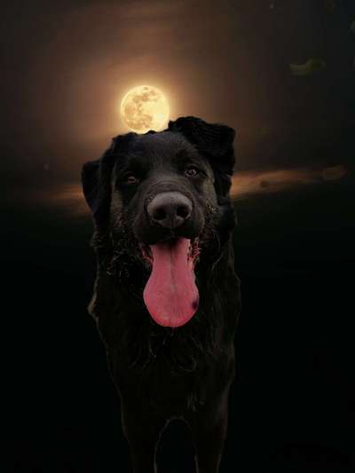 Photomontagen mit Hund-Beitrag-Bild