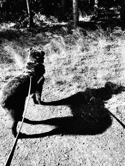 43. Collage Challenge - Schattenspiele-Beitrag-Bild