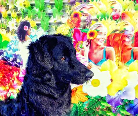 Fotochallenge Nr 96.: Bunt, Bunter, Hund 💐🌹🍁-Beitrag-Bild
