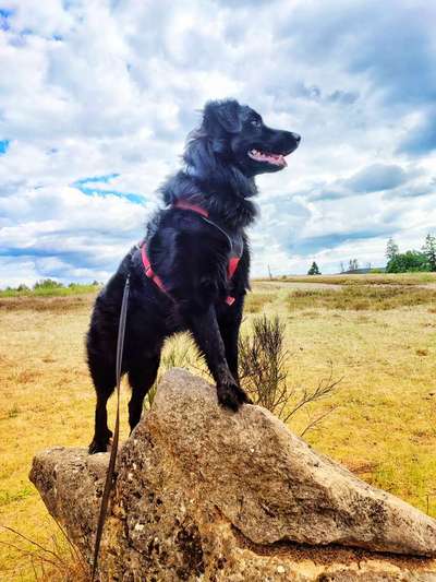 31. Collagen Challenge - Bänke/ Steine /Baumstümpfe-Beitrag-Bild