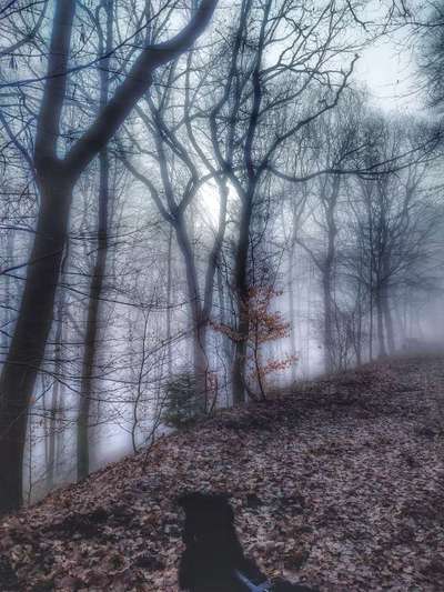 13. Farben-Fotochallenge "Grau"-Beitrag-Bild