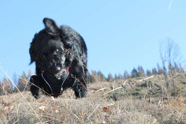 Lustigsten Grimassen von euren Hunden-Beitrag-Bild