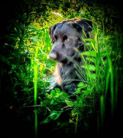 5. Hund im hohen Gras-Beitrag-Bild