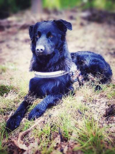 Black dogs are beautiful-Beitrag-Bild