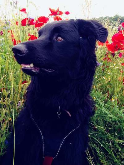 Die Dogorama Kalender Challenge 4/4-Beitrag-Bild