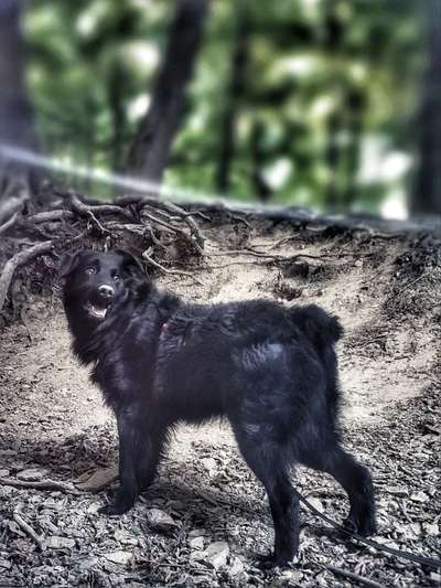 Dogorama Photo Challenge - Märchenwald-Beitrag-Bild