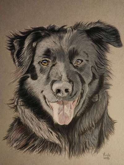 Vom Welpen zum Hund-Beitrag-Bild