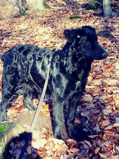 Die Dogorama Kalender Challenge Teil 1/4-Beitrag-Bild