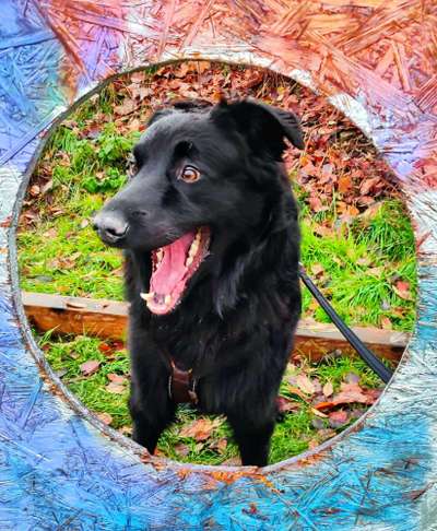 Handy Foto Challange Nr. 46  Happy Dog-Beitrag-Bild