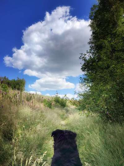 Dogorama Photo Challenge - schönster Gassiausblick-Beitrag-Bild