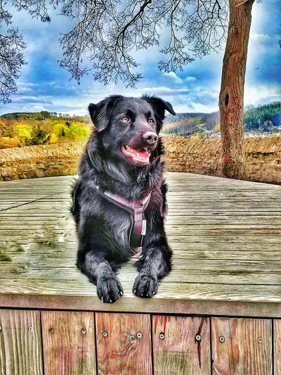 Black dogs are beautiful-Beitrag-Bild