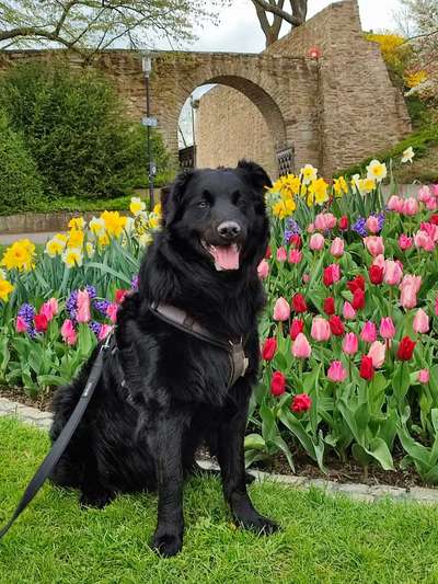 Dogorama Photo Challenge - Frühlingserwachen-Beitrag-Bild