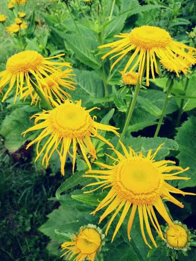 Die wunderschöne Welt mit Hund.-Beitrag-Bild