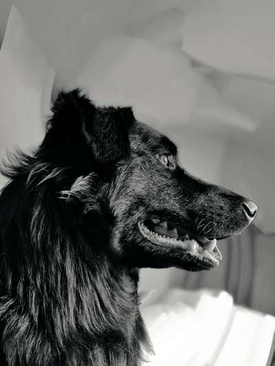 Black dogs are beautiful-Beitrag-Bild