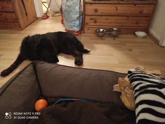 Dogorama-Monats-Challenge-Mai "Wasser"-Beitrag-Bild