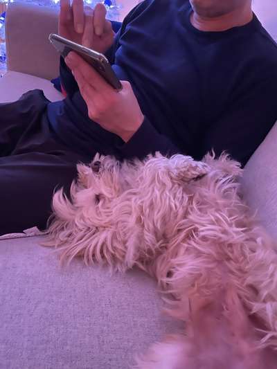 Havaneser dabei?:)-Beitrag-Bild