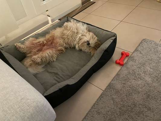 Havaneser dabei?:)-Beitrag-Bild